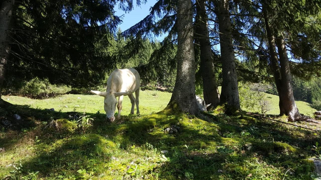 Appartement Leh Annaberg im Lammertal Bagian luar foto